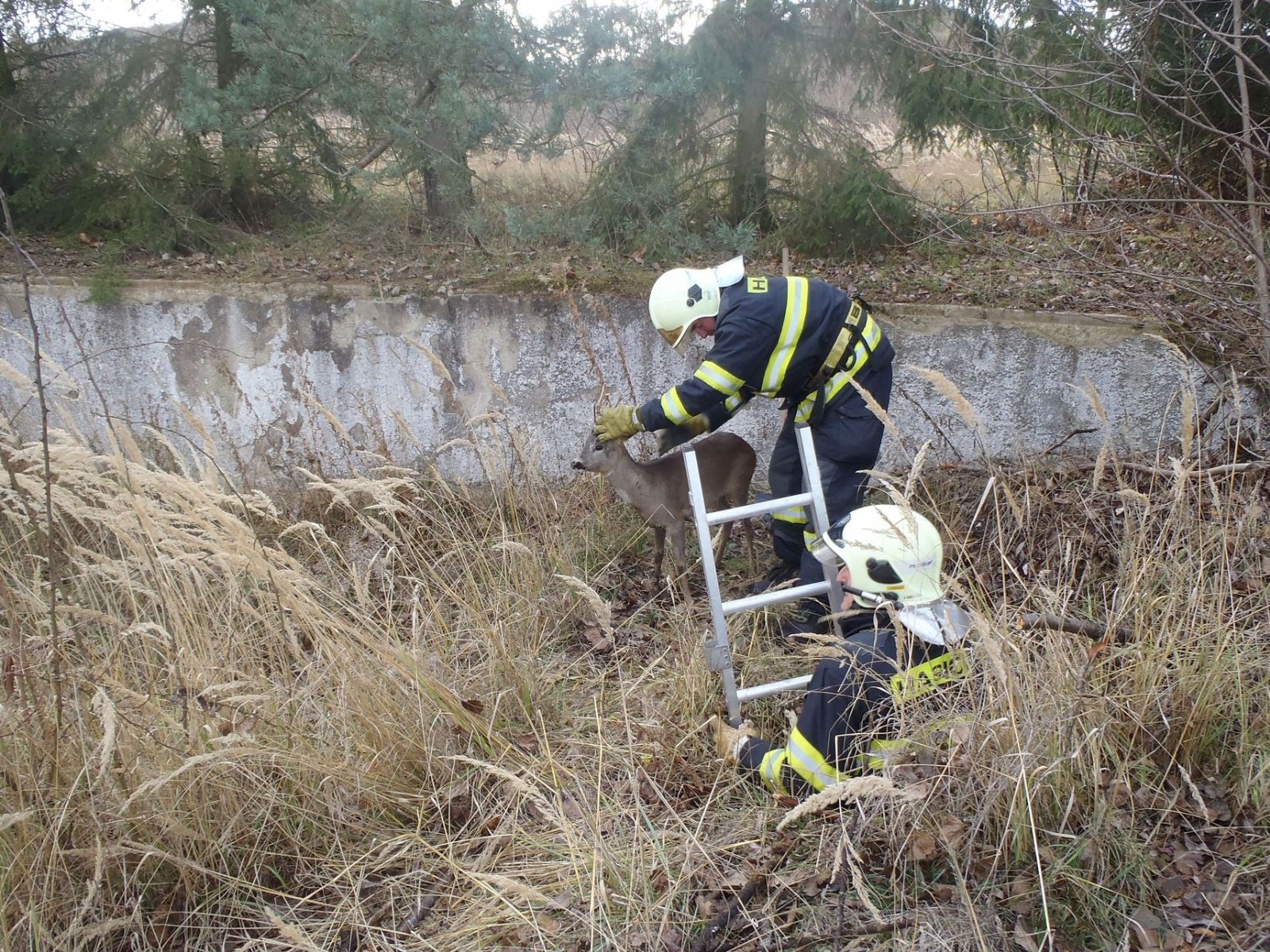 obrázek: U Stříbra hasiči pomáhali srnci z jímky