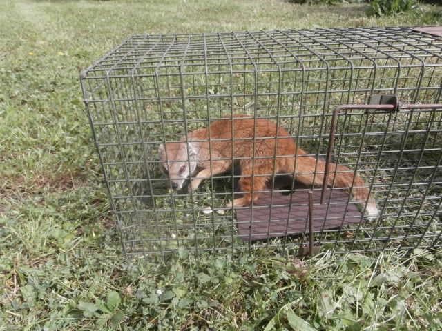 obrázek: Ze zoo utekla mangusta liščí, strážníci ji chytili u Domu pohádek
