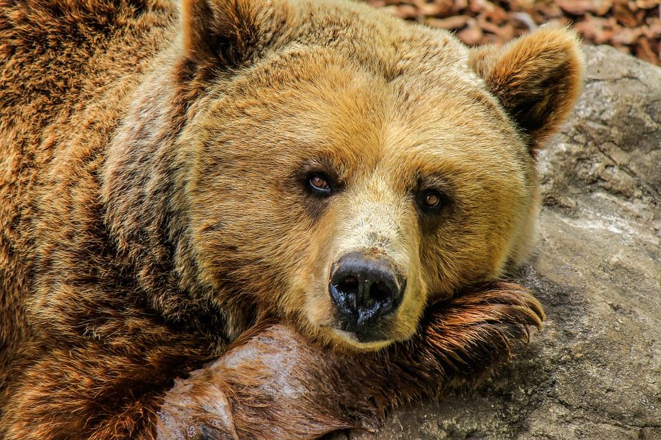 Zoo Plzeň plánuje rozšířit venkovní terasu před restaurací, zdvojnásobí kapacitu 
