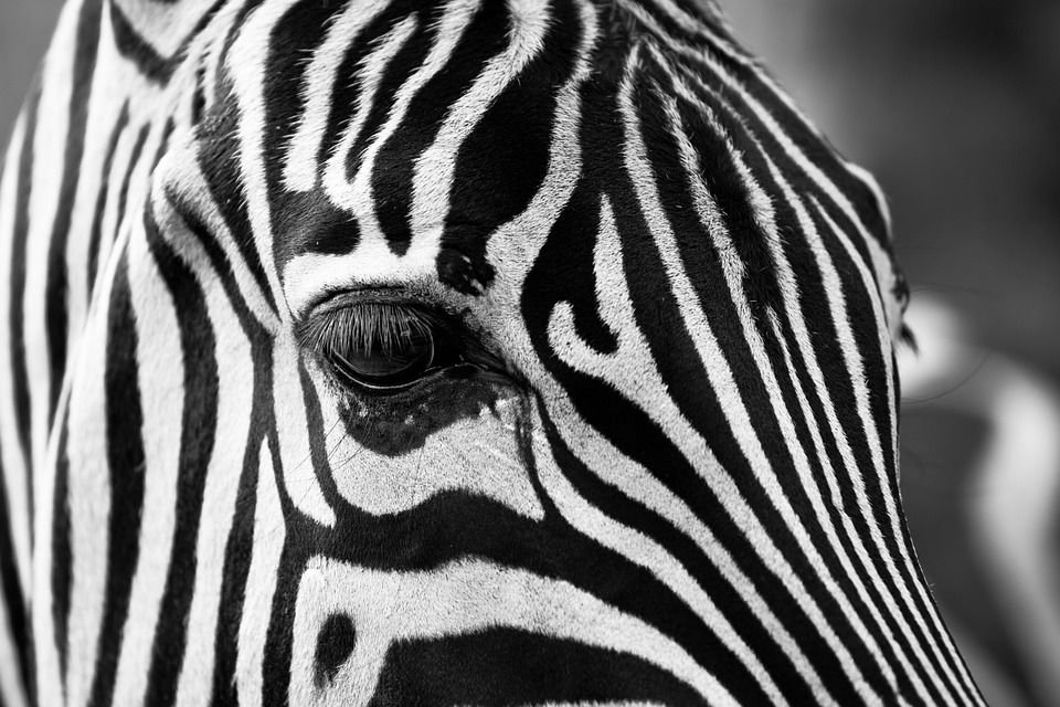 obrázek: Zoo získá téměř 5,8 milionu korun na odstranění havarijních stavů  