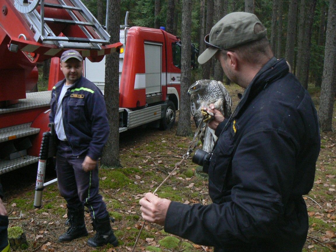 Zvířecí záchranáři a hasiči pomáhali dravci zaseknutému u Krchleb na stromě