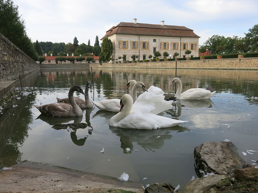 obrázek: Zvířecí záchranáři se nezastaví: Pomáhají labutím, kachnám a také školí