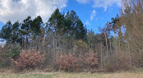 Arboretum Sofronka bude od 16. do 31. března uzavřeno kvůli prořezu a kácení