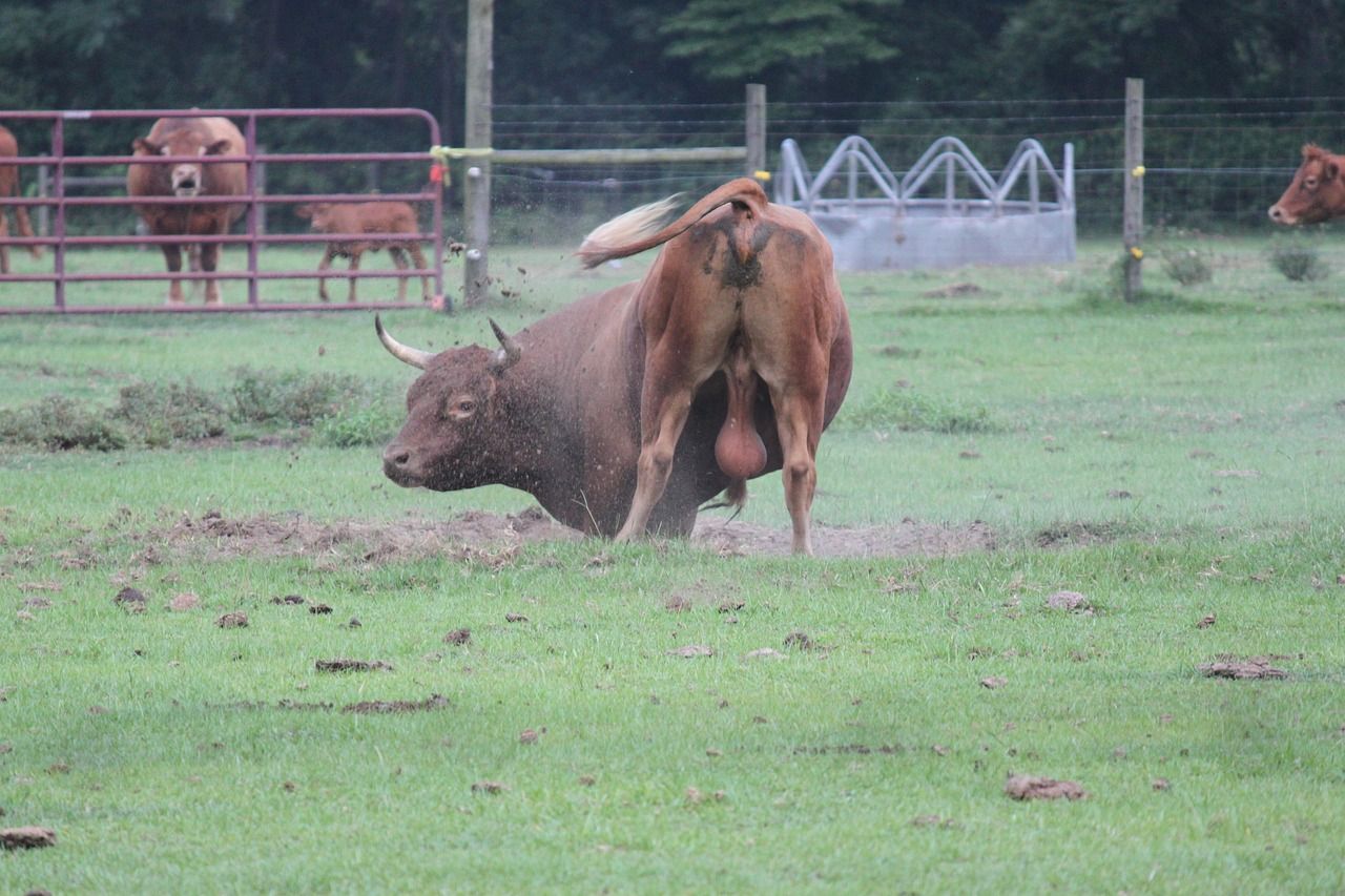 Býk zranil tři lidi na farmě u Spáleného Poříčí, včetně tříletého chlapce