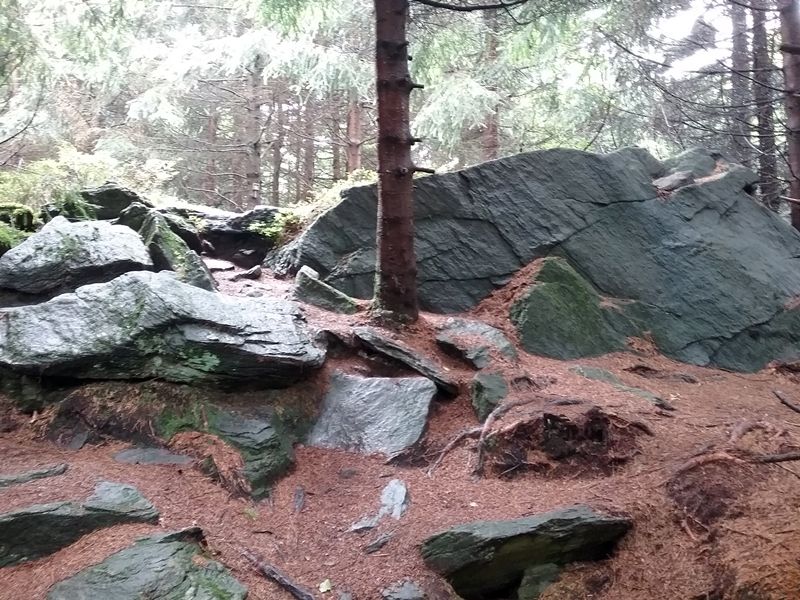 Dlouhá skála je novou rezervací v Českém lese. Chrání skalní hřeben i vzácné druhy