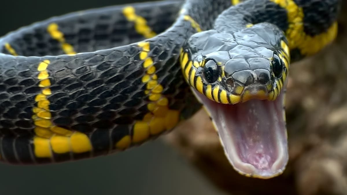 Had jako zbraň? Chovatel dostal za výtržnictví tři roky