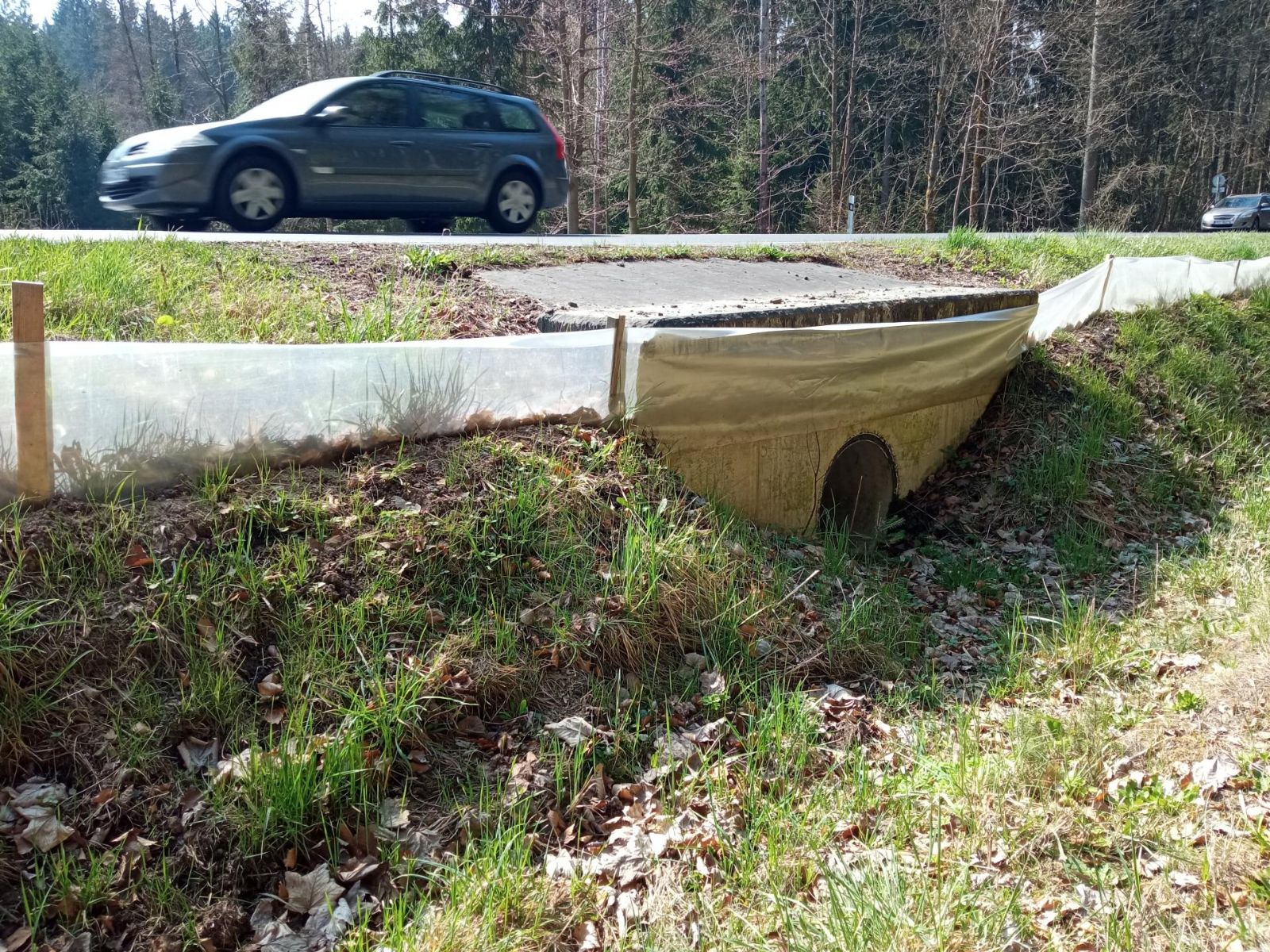Každou noc boj o život. U Přimdy zachraňují stovky žab před koly aut