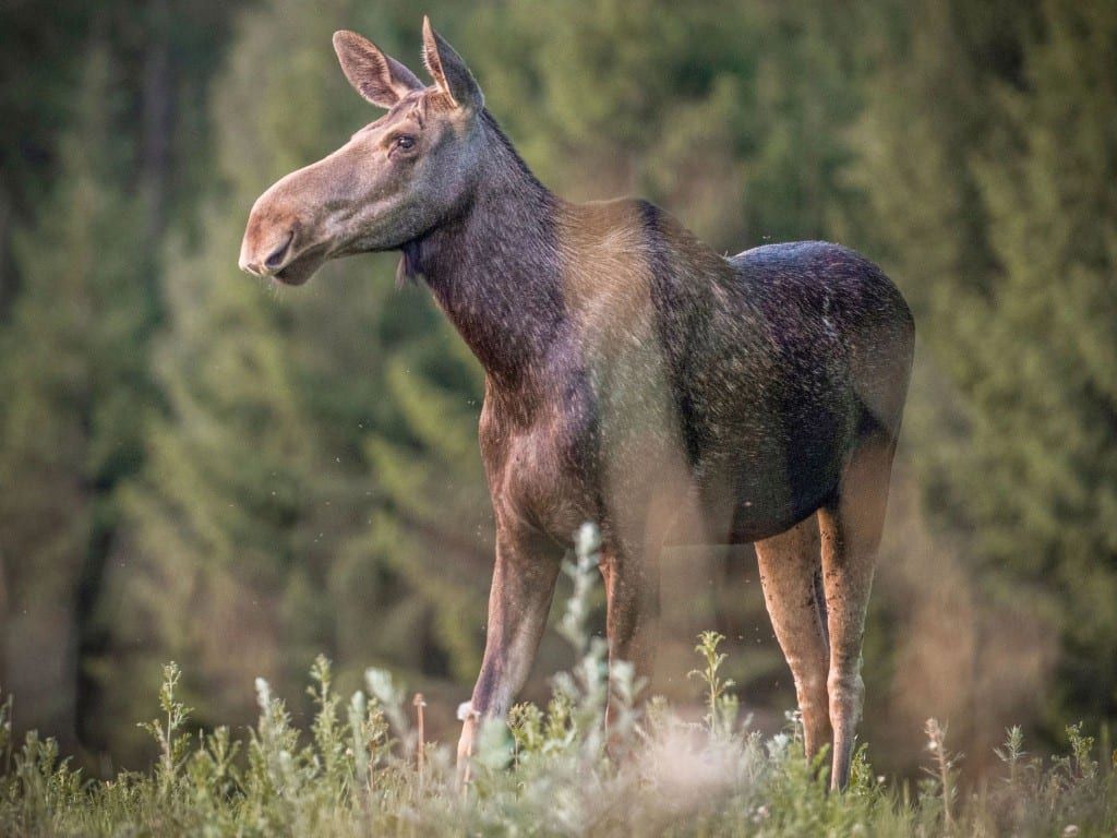 Los Emil opustil Šumavu. V Bavorsku ho lidé vídají u silnic i na farmě