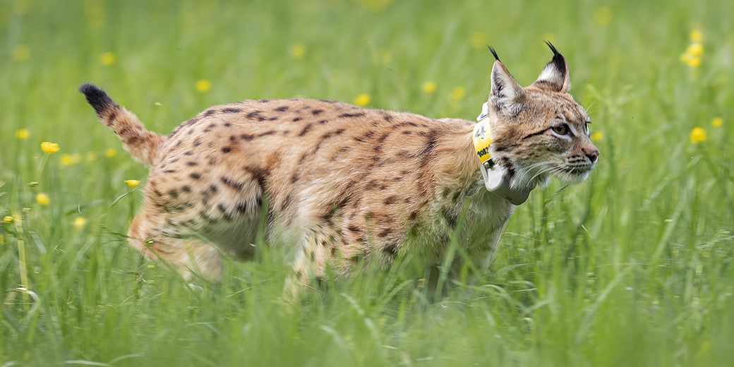 Mladá rysice Jane je v Brdech týden na svobodě. Zatím se drží poblíž místa vypuštění