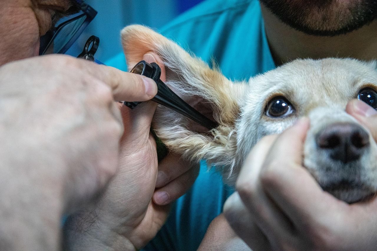 obrázek: Plzeň plánuje nonstop veterinární pohotovost na Nové Hospodě. Start do poloviny roku