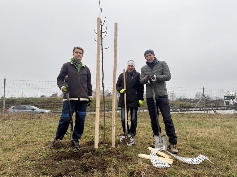 Plzeňský kraj a ZČU vysadili 35 lip u D5, vytvoří se zelená clona pro ptáky a hmyz