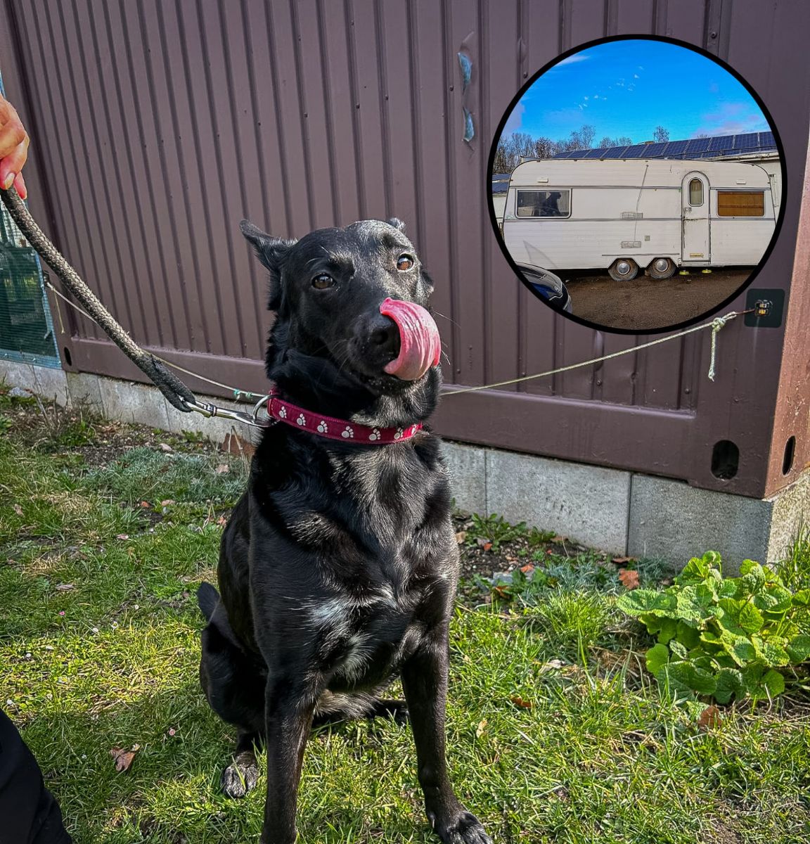Příběh fenky z karavanu na Rokycansku nekončí smutně. V útulku čeká na nový začátek