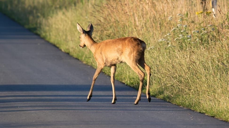Silnice, lesy i pole ožívají. Jaro vrací do kraje zvířata i zvýšené riziko pro řidiče
