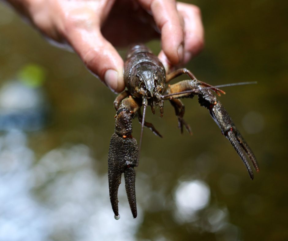 Sucho vyhání raky k břehům. Ochranáři varují, přenášení může šířit nebezpečný račí mor