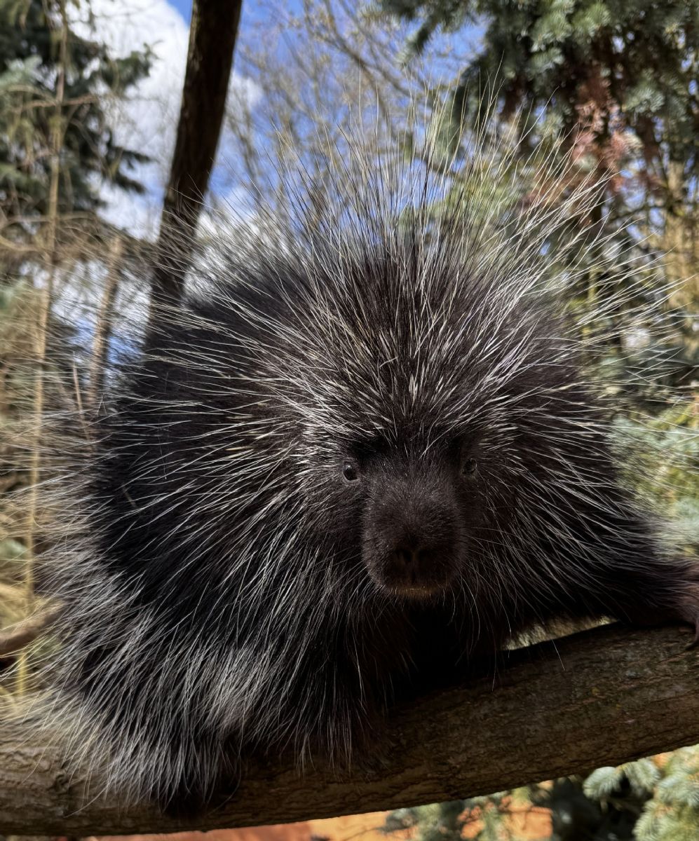 Urzoni kanadští se po téměř 15 letech vrátili do Zoo Plzeň, samec je v karanténě