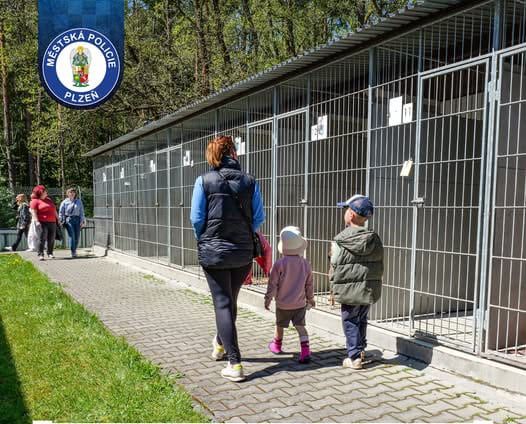 Útulek v Plzni otevře své brány. Přijďte poznat jeho zvířecí obyvatele i zákulisí péče