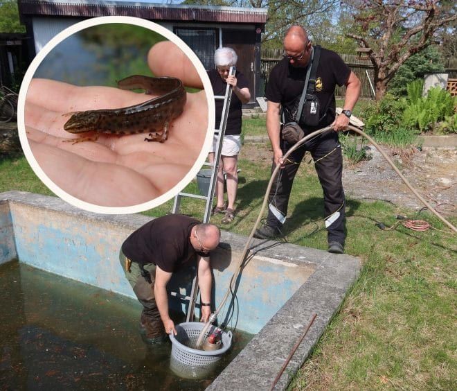 V bazénu u chatky přežívala chráněná populace čolků. Záchranáři jich odvezli dvacet