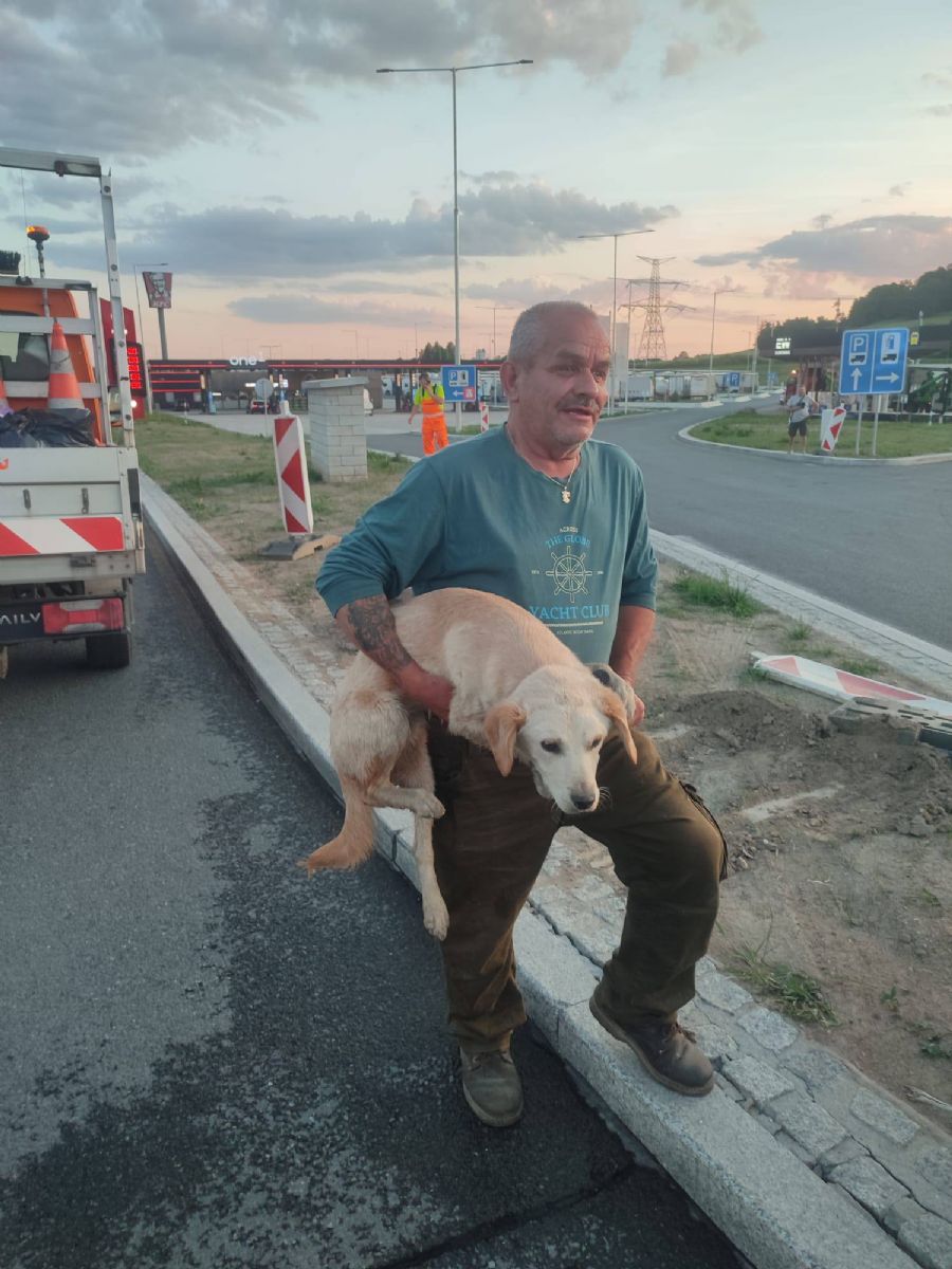 Vyhublá fenka pobíhala dva dny u dálnice D5. U Rozvadova ji zachránili policisté a záchranáři