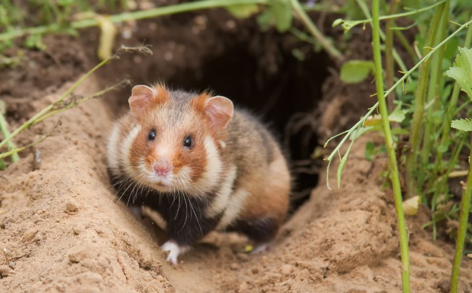 Z českých polí mizí křeček polní. Zoologové teď prosí veřejnost o pomoc