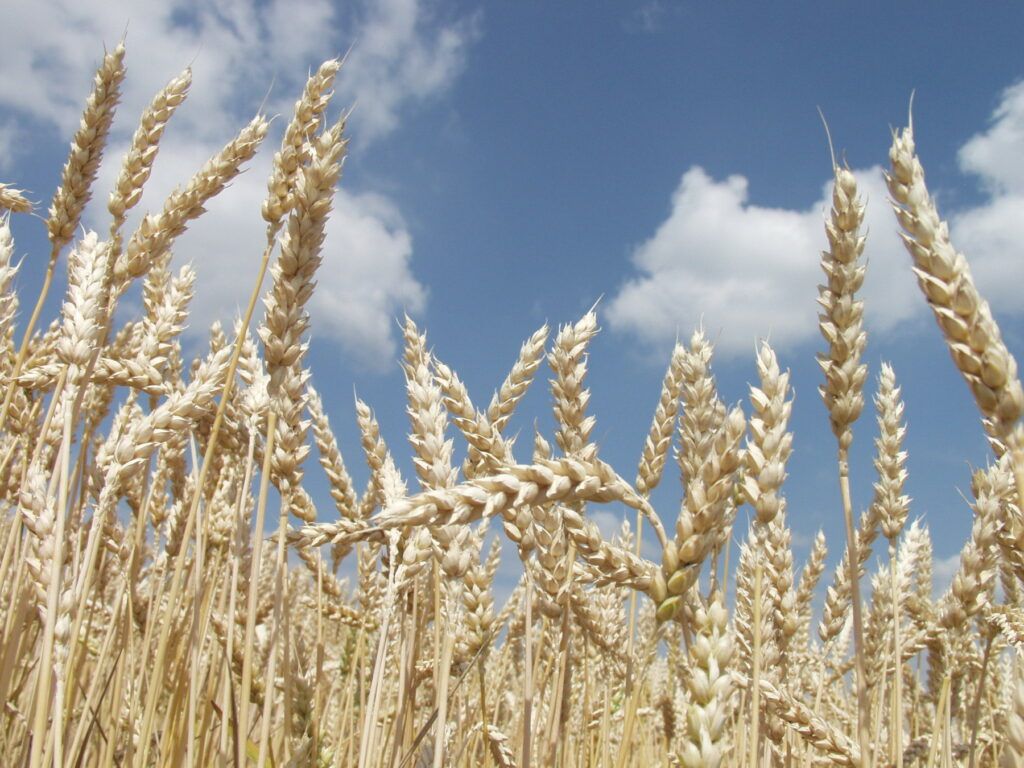 Zemědělcům v Plzeňském kraji se dařilo, výnosy plodin v roce 2025 výrazně stouply