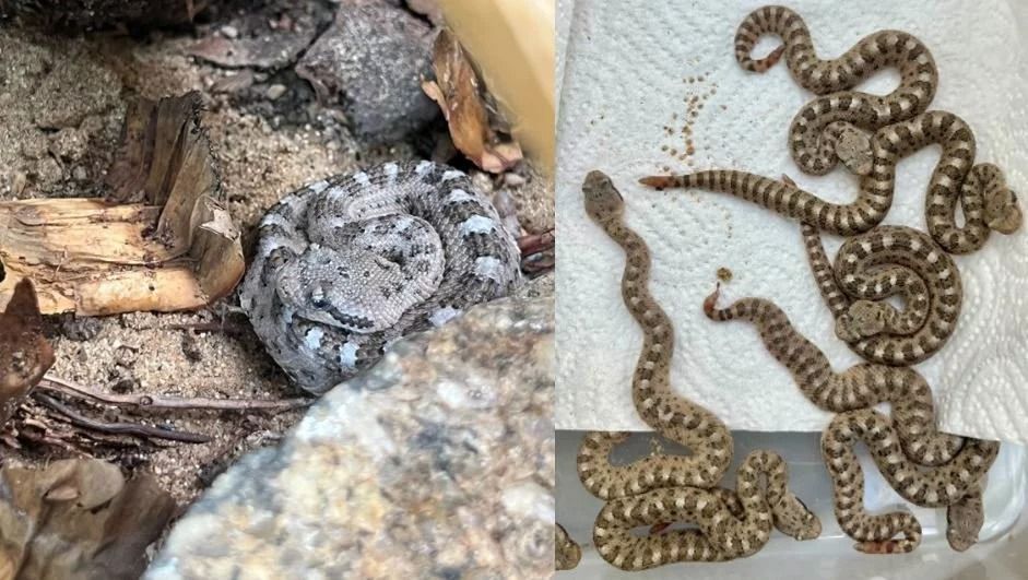Vzácný chřestýš rohatý mohavský poprvé narozen v plzeňské zoo
