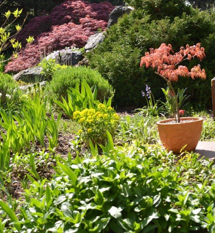 Tradiční výstava skalniček v Plzni láká na vzácné rostliny i výhodné nákupy