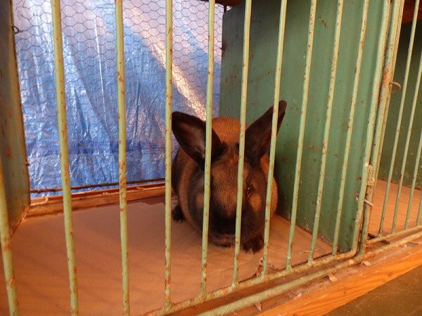 CHOVATELSKÝ TRH BYL BEZ PEŘÍ