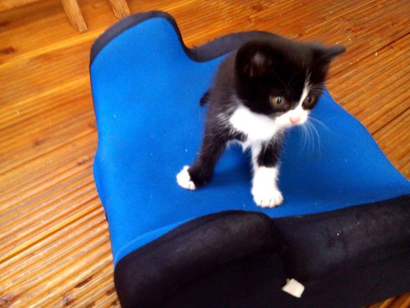 DVĚ ČERNOBÍLÁ KLUBÍČKA