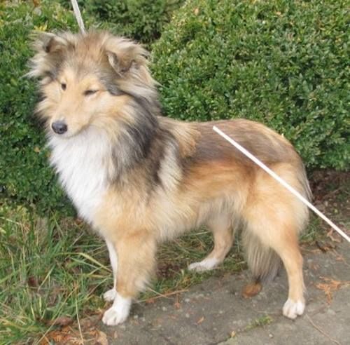 HLEDÁME FLÉR – SHELTII