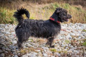 KDO CHCE MIKULÁŠE NATRVALO DOMŮ?