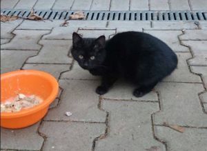 KOŤÁTKA DO DOBRÝCH RUKOU