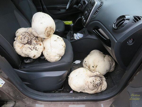 OBŘÍ PÝCHAVKY PŮJDOU NA ŘÍZKY!