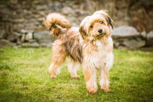 ROČNÍ BENJAMÍNEK HLEDÁ PÁNÍČKA