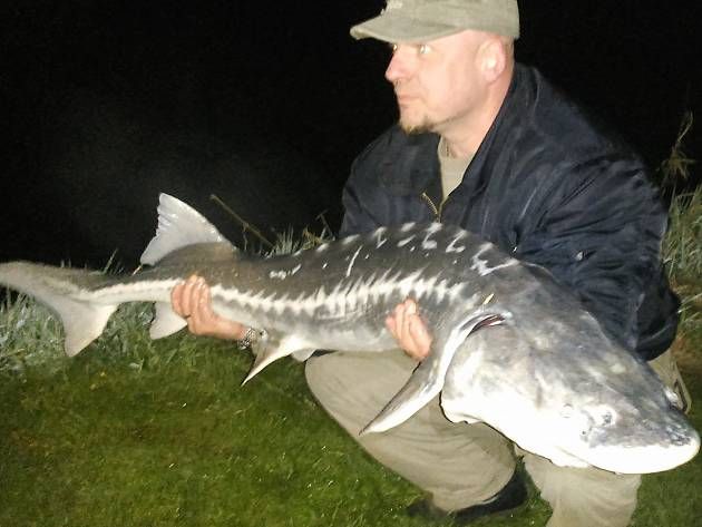 obrázek: RYBÁŘ Z ÚNEHLÍ VYTÁHL OBŘÍHO JESETERA!