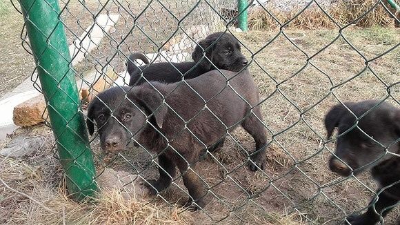 ŠTĚŇATA – KŘÍŽENCI LABRADORA A OVČÁKA