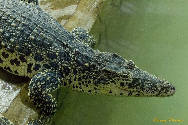 TIP NA VÝLET: KROKODÝLÍ FARMA V PROTIVÍNĚ