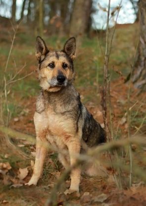 TÝRANÁ ŠEVA JE UŽ ZDRAVÁ A HLEDÁ RODINU