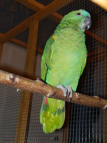 ULÉTL PAPOUŠEK! POMOZTE!