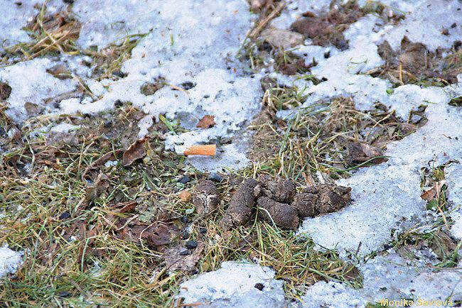 V DATUMU SEDMIČKA, DNES BUDE BÁSNIČKA!