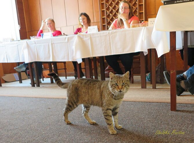 VOLIT ŠEL I KOCOUR, ALE NEMĚL PLATNÝ PRŮKAZ