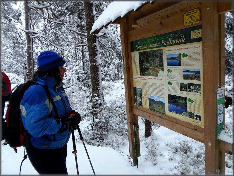VYRAZILI DO ČESKÉHO LESA ZA SNĚHEM A BOBRY