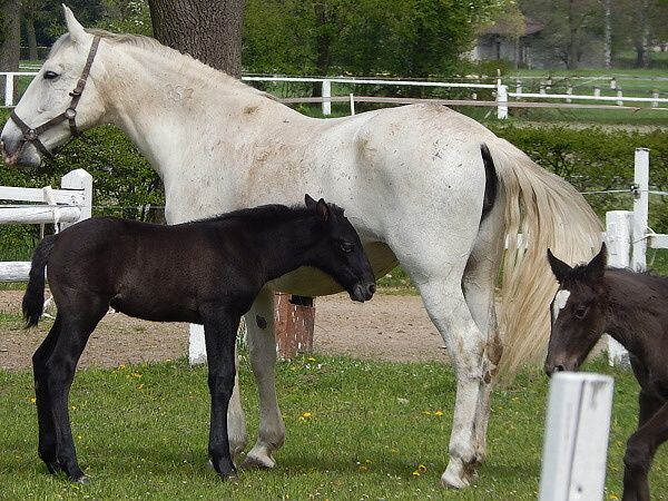 Z KLADRUB DO KLADRUB – VÝLET DO HŘEBČÍNA