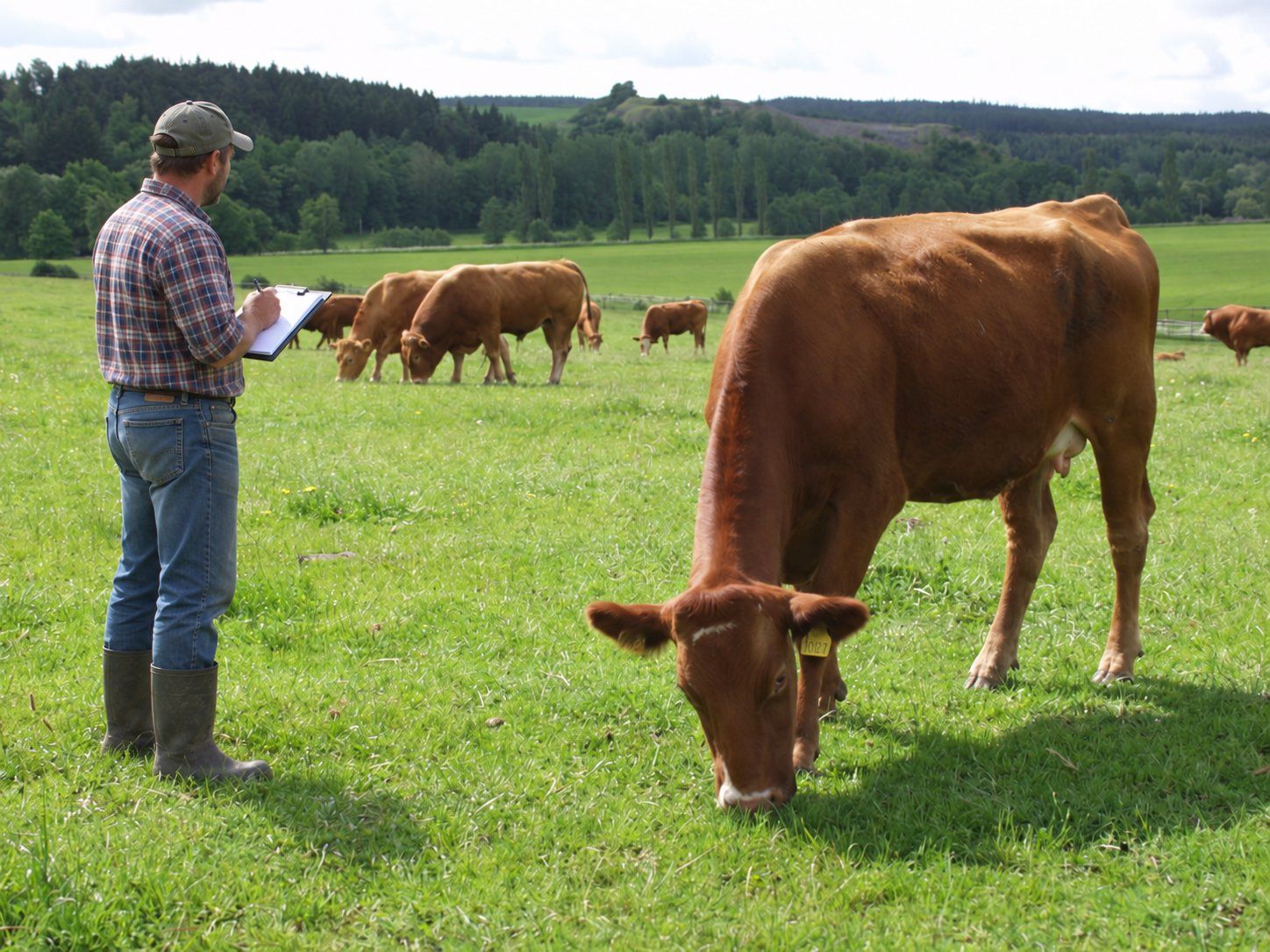 Agrocenzus 2026 začal v Česku. Farmáři musí do 12. října odevzdat výkaz