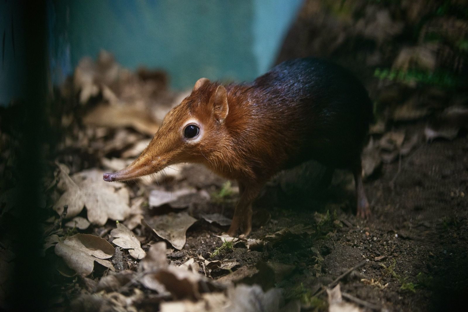 Bércoun Petersův: chovatelská výzva v plzeňské zoo