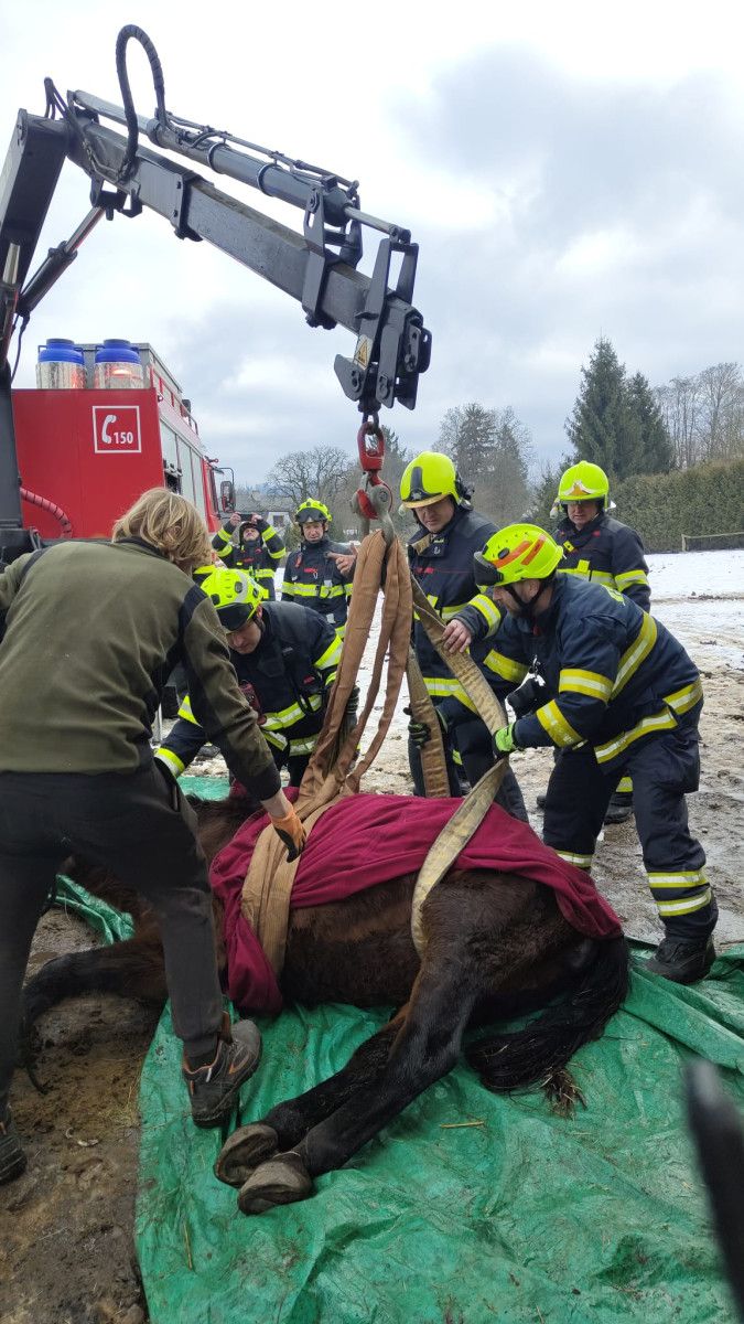 Hasiči ze Sušice postavili zhrouceného koně na nohy, zvíře se zotavilo