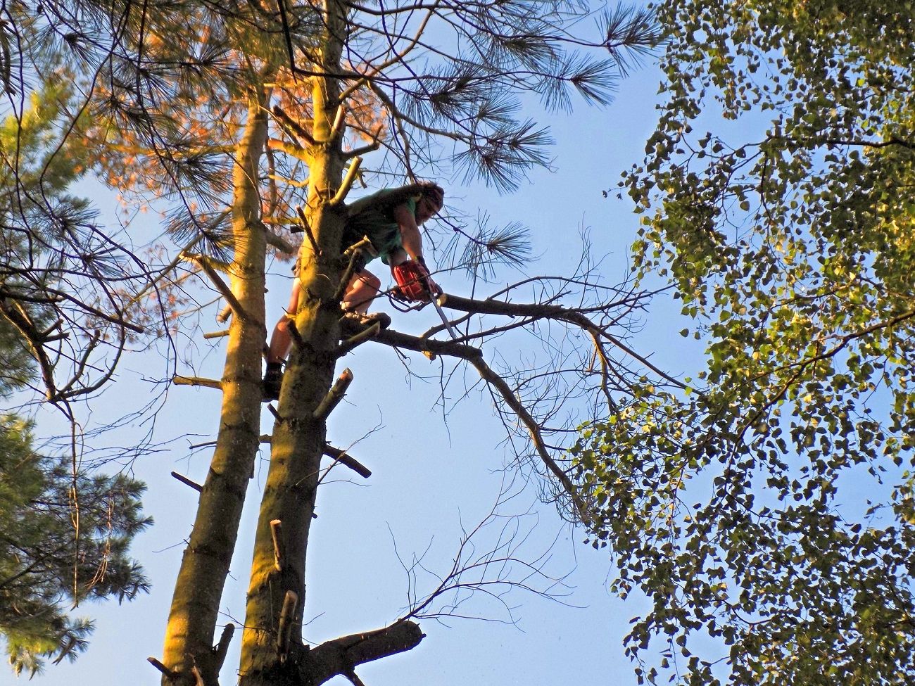 Na plzeňské Kilometrovce začal prořez korun stromů, práce potrvají do dubna