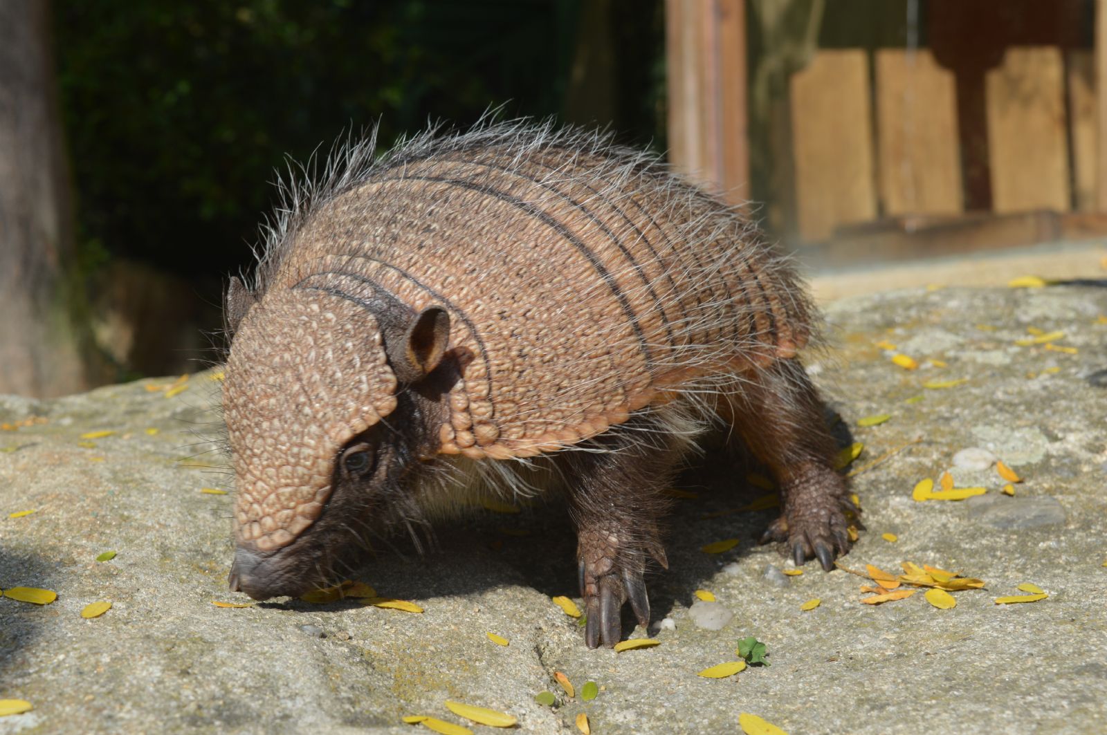 Plzeňská zoo má mládě pásovce kulovitého. Uvidíte ho v Tropickém pavilonu
