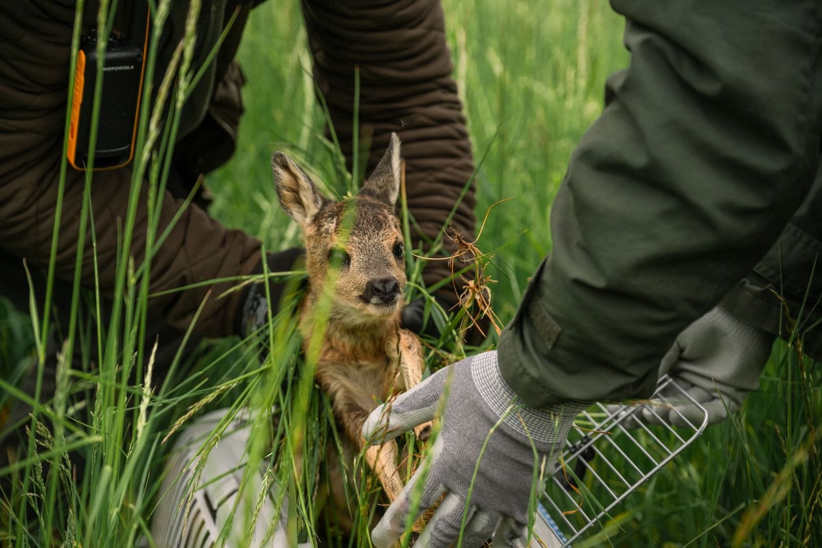 Plzeňský kraj pomůže zachraňovat srnčata. Dobrovolníci dostanou 100 tisíc na drony
