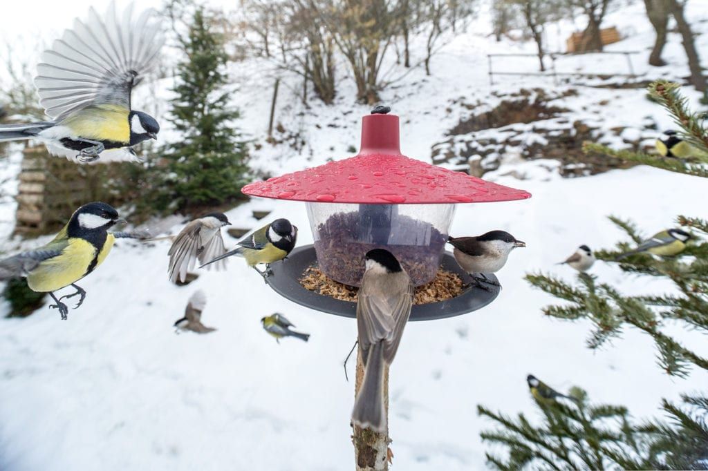 Ptačí hodinka na Plzeňsku, sčítání pokračuje a co do krmítka (ne)patří