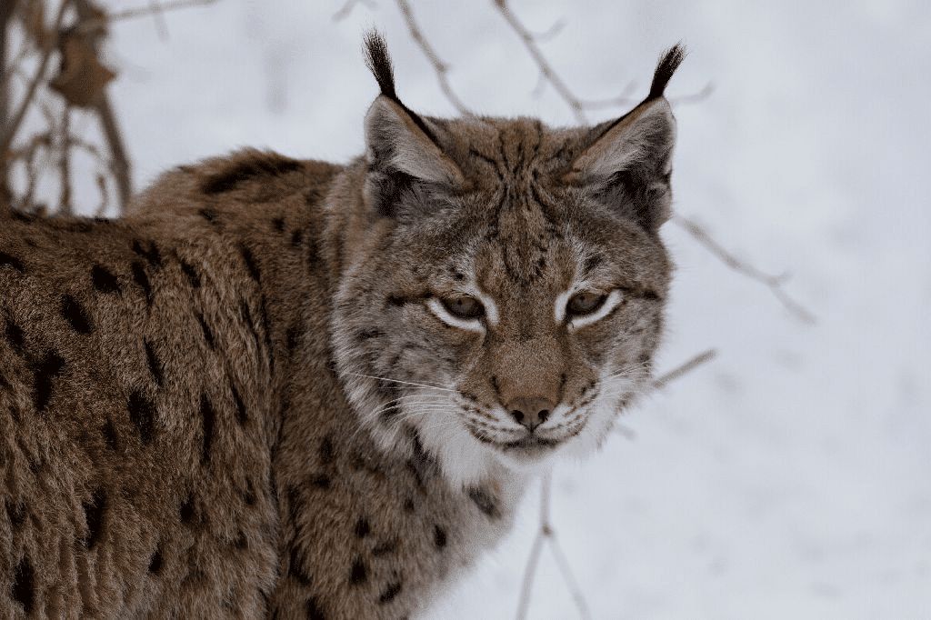 Rysi opět obsazují Šumavu, monitoring potvrdil rekordních 27 jedinců